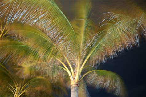 Tropical Tree Tropical Trees Taken In Townsville Queensla Flickr