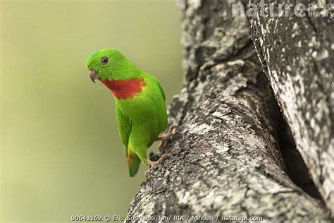Stock Photo Of Blue Crowned Hanging Parrot Loriculus Galgulus Male