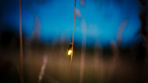 Fireflies In Fort Collins An Oddity But Not Impossible