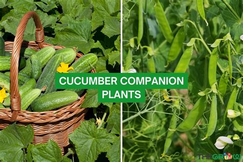 Companion Plant Cucumber Shareacegurveer