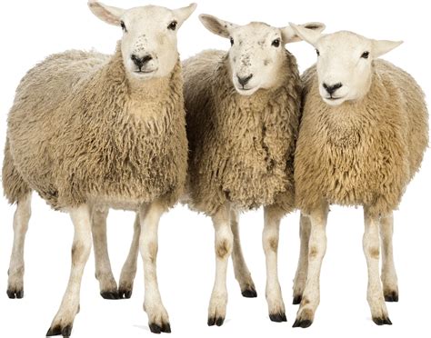 Every image can be used for free for both commercial and personal uses thanks to the unsplash community's photographers. Download Sheeps Png Image HQ PNG Image | FreePNGImg