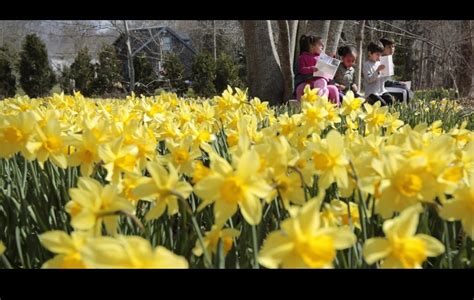 The Daffodils At Parsons Reserve In Dartmouth Are Open To Public Once