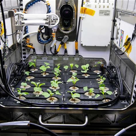 Nasa Is Growing Plants In Space Rspace