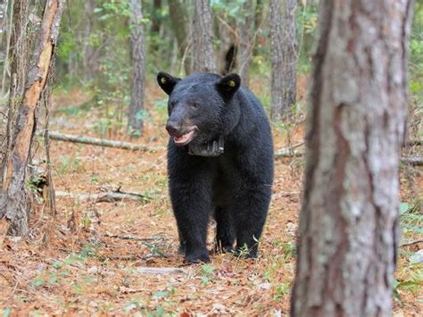 Black Bears In Alabama