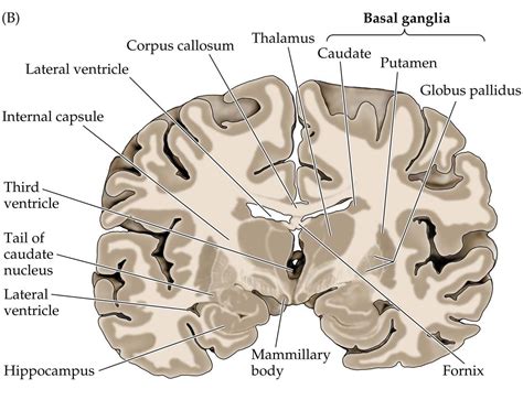 Pin On Body Systems Nervous