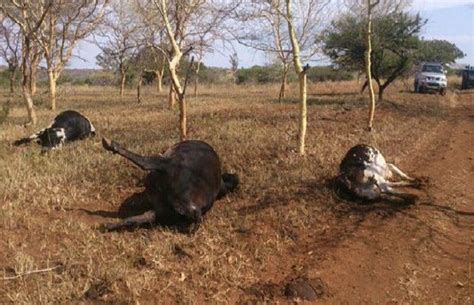 Mystery Cows Found Dead On The Street Of Accra