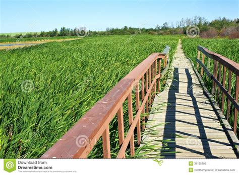 Boardwalk Through Summer Marsh Stock Image Image Of Empty Marsh