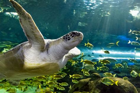 Ripleys Aquarium Of Canada Sea Turtle Feeding And Enrichment Seat