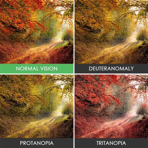 There are several different types of colour blindness, which may be subdivided generally into dichromacy (dichromatism), when only two cone types are functional, and monochromacy (monochromatism), when none or only one type of cone receptor is functional. You'll Be Amazed How People With Color Blindness See The ...