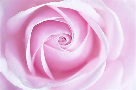 Close Up Of Pink Rose Flower Photograph By Photoshopped Fine Art America