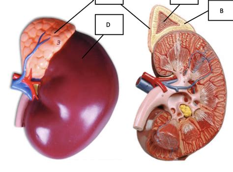 adrenal gland diagram quizlet