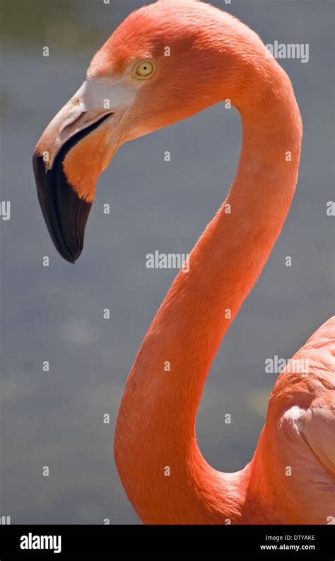 Pink Flamingo Hi Res Stock Photography And Images Alamy