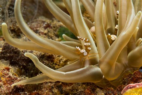 Sexy Shrimp Thor Amboinensis · · Underwater Photo Stories