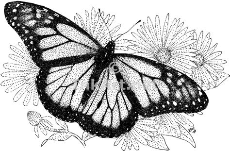 You can draw it very figuratively, or spend a few more minutes on it for a more realistic effect. Free Monarch Butterfly Drawing, Download Free Monarch ...