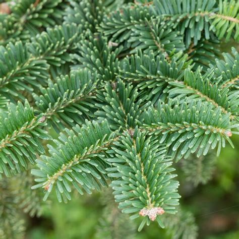 Lowes Weeping Norway Spruce Feature Shrub In 127 Gallon S Pot In