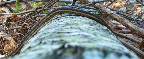 Snake Traversing A Log Photos Diagrams And Topos Summitpost