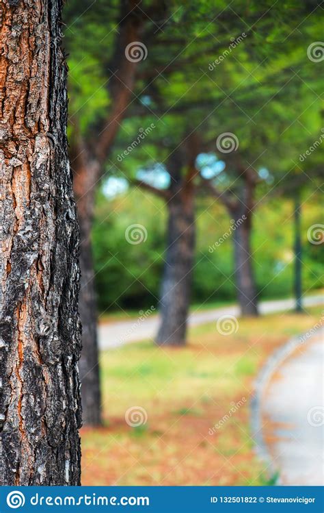 Park Tree And Defocused Blur Background Stock Photo Image Of Abstract