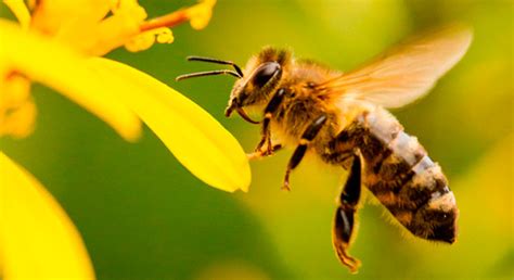 méxico ha perdido mil 600 millones de abejas en 4 años unam