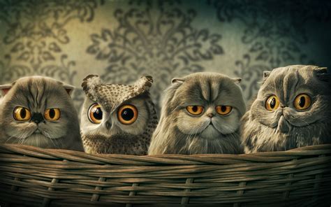 Free for commercial use no attribution required high quality images. Cartoon Owl Desktop Wallpaper - WallpaperSafari