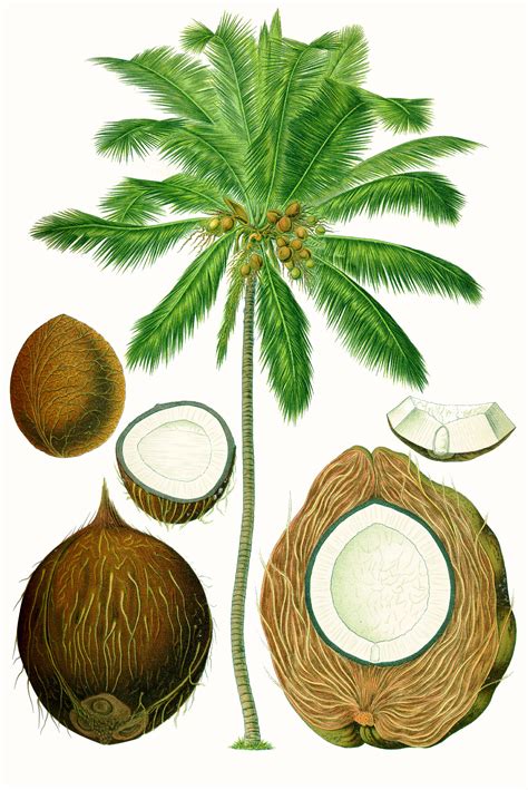 When growing on the tree, it has two. Coconut - Wikipedia