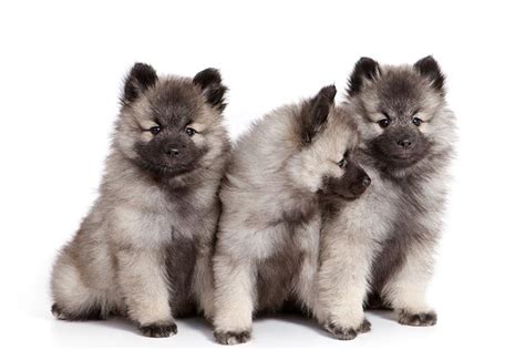 Keeshond Puppies For Sale Akc Puppyfinder