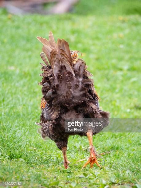 Cock Closeup Photos And Premium High Res Pictures Getty Images