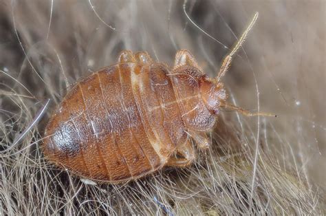Difference Between Dust Mites And Bed Bugs Pediaacom
