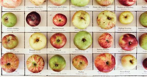 Identifying Apple Varieties My Xxx Hot Girl