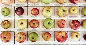Heirloom Apples Far From The Tree Down East Magazine Magazine