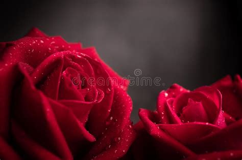 Two Red Fresh Roses With Droplet On Petal Couple Flower Symbol Of
