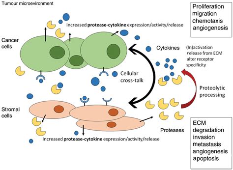Proteases And Cytokines As Mediators Of Interactions Between Cancer And