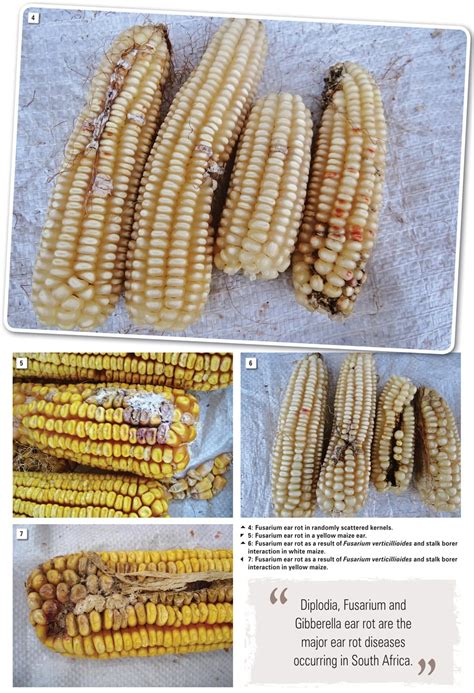 Ear Rots Of Maize A Continuous Threat To Food Safety And Security