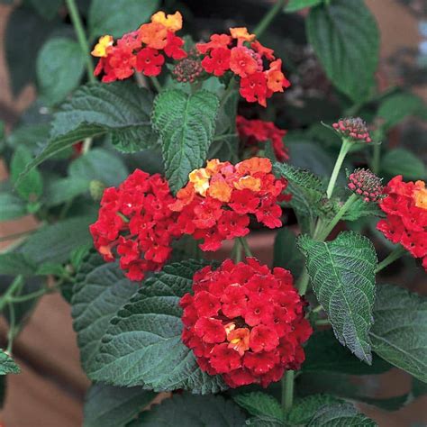 4 In Red Mounding Lantana Plant 40857 The Home Depot
