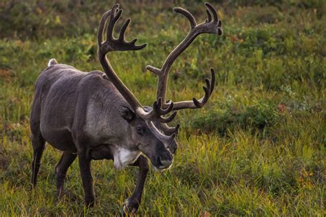 10 Amazing Facts You Probably Didnt Know About Reindeer Natural