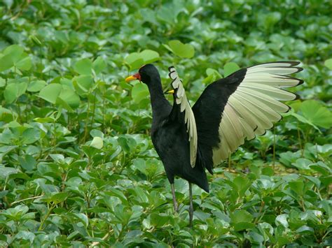 Common Moorhen At The Panama Canal Dont Just Visit The Canal Live It