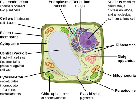 eukaryotic cell labeled and function
