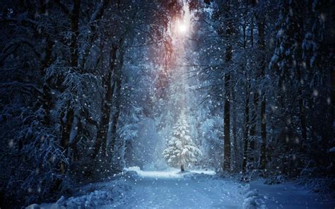 Winter Forest Light Rays Wallpaper Nature And Landscape Wallpaper