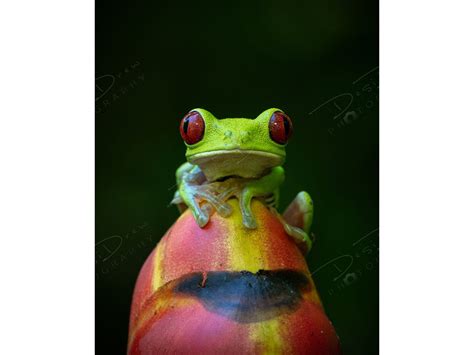 Red Eye Tree Frog Fine Art Photo Print Picture Choose Standard