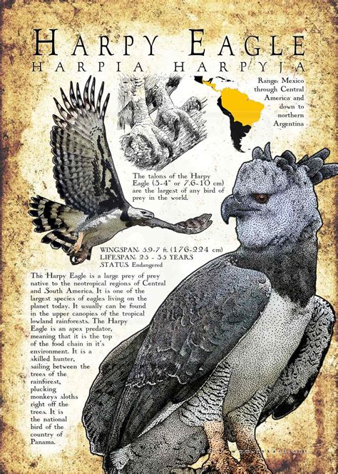 Harpy Eagle Poster Print Infographic