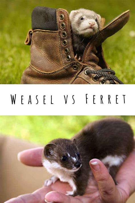Weasel Vs Ferret How To Tell One From The Other