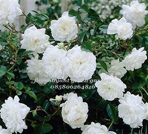 Jual Bibit Tanaman Bunga Mawar Putih Rambat Di Lapak Plaza Queen Garden