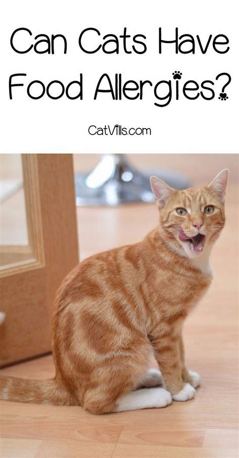 Sometimes cats have reactions to foods they've eaten only one time in a small amount. Food Allergies in Cats - What You REALLY Need to Know | Cica