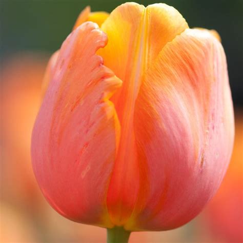 Buy Single Late Tulip Bulbs Tulipa Dordogne Delivery By Waitrose Garden