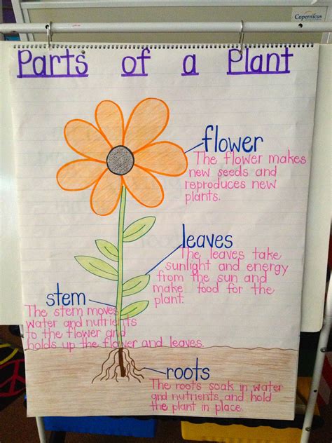 Parts Of A Plant Anchor Chart 1st Grade Science Kindergarten Science
