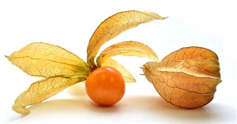 The most common types are the american and european varieties. Physalis, cape gooseberry - benefits galore, but not for ...