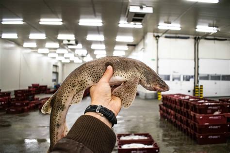 Cazón Qué Es Propiedades Beneficios Y Usos En La Cocina De Este Pescado