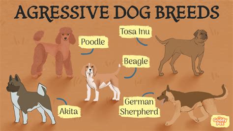 27 Aggressive Dog Breeds Ranked By Experts The Goody Pet