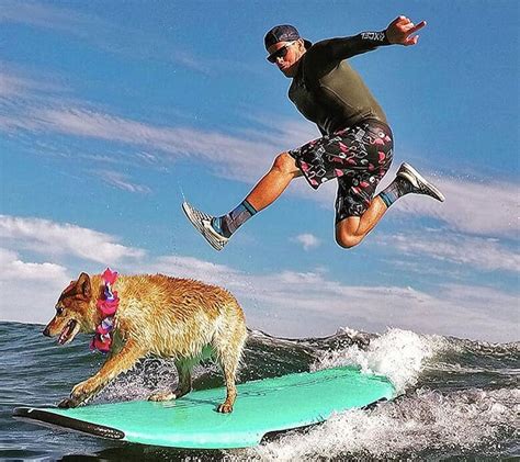 Cowabunga Dogs Take To The Waves For The World Dog Surfing Championships