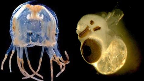 Box Jellyfish The Most Venomous Sea Creature What If Box Jellyfish