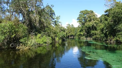 Photos From The Weeki Wachee River And Springs State Park Florida